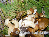 La stagione dei funghi a Ischia 2