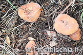 La stagione dei funghi a Ischia 8