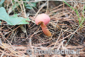 La stagione dei funghi a Ischia 9