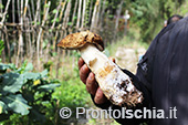 La stagione dei funghi a Ischia 10