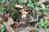 La stagione dei funghi a Ischia 15