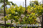 Ischia: il paesaggio del vino 12